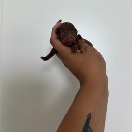 Remi - Red  male Poodle puppy in Miami, Florida from Poodles 4 Life