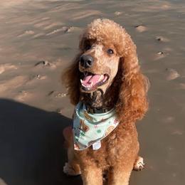 Poodle puppies from Columbia River Sunset Poodles