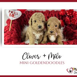 Goldendoodle Puppies from Maryland Designer Doodles