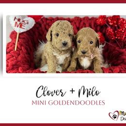 Goldendoodle Puppies from Maryland Designer Doodles