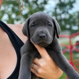 Memphis - Charcoal male Dilute Retriever puppy in Baldwin City, Kansas from Hedge Lane Labradors