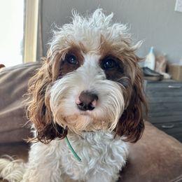 Callie - Cavapoo