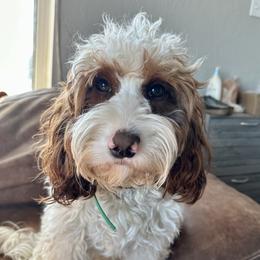 Callie - Cavapoo