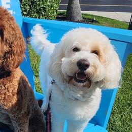 Goldendoodles from LuckyStarDoodle