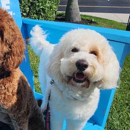Goldendoodles from LuckyStarDoodle