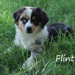 Flint - male Miniature Australian Shepherd puppy in Godley, Texas from Flying H Toy and Mini Aussies