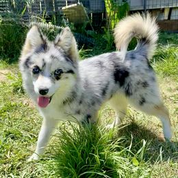 Luna - Pomsky