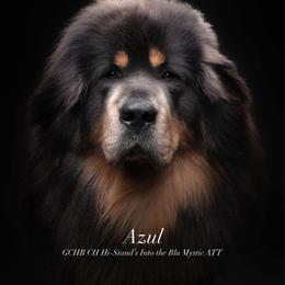 Azul - Tibetan Mastiff