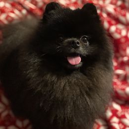 Blackjack - Pomeranian