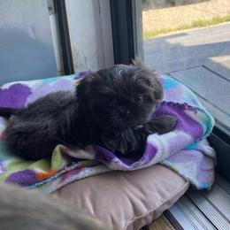 Bentley - Blue male Shih Tzu puppy in Wyoming, Michigan from Shih Tzu Shenanigans