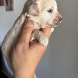 Cream girl - Cream female Aussiedoodle puppy in Spring Hill, Florida from Pawprint Dreams Boarding and Kennel