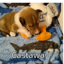 Castaway - Collie puppy from The Hart of Fair Bluffs Collies