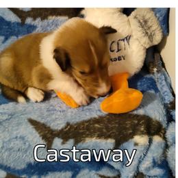 Castaway - Collie puppy from The Hart of Fair Bluffs Collies