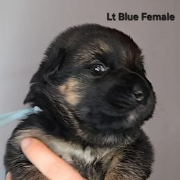 Lt Blue - Black and tan female German Shepherd puppy in Tony, Wisconsin from Muddy Acres German Shepherds