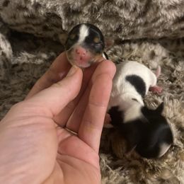 Parti girl - Parti female Yorkshire Terrier puppy in Yukon, Oklahoma from Tiffs Yorkie babies