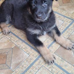 German Shepherd Puppies from Levesques German Shepherds