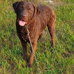 Radar - Chesapeake Bay Retriever