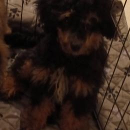 Jack - Phantom male Poodle puppy in East Providence, Rhode Island from Marta's Cavaliers