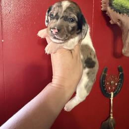 Sundance Kid - Dapple male Dachshund puppy in Deming, New Mexico from FoxieDoxies of New Mexico