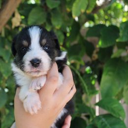 Ranger - Black tri-color male Australian Shepherd puppy in Ceres, California from Knight's Aussies