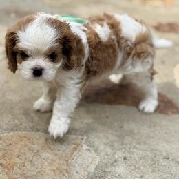Olive - Blenheim male Cavalier King Charles Spaniel puppy in North Augusta, South Carolina from Lauren's Cavalier King Charles Spaniels