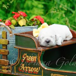 Mr Yellow - Light golden male Golden Retriever puppy in Bedford, Indiana from Indiana Goldens