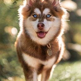 Pomsky Puppies from Southpaw Pomskies