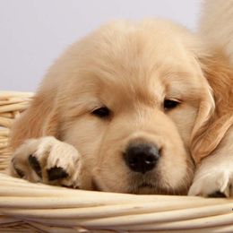 Golden Retriever Puppies from SUN-GOLDEN KENNELS