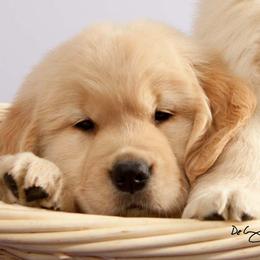 Golden Retriever Puppies from SUN-GOLDEN KENNELS