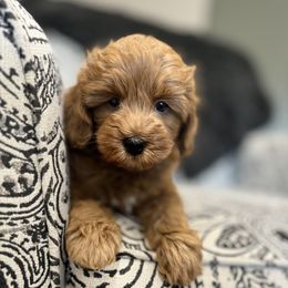 Goldendoodle Puppies from Karmadoodlee