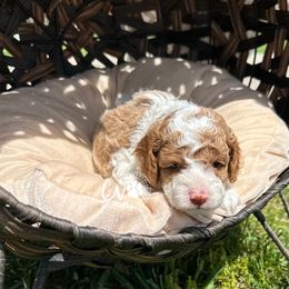 Apricot and white parti boy - Red and white Cockapoo puppy in Cassville, Missouri from CW Aussiedoodles