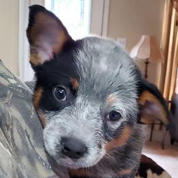 Half mask female - Blue speckled female Australian Cattle Dog puppy in Lenoir, North Carolina from Blue Coyote Ranch