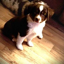 Boy 2 - Miniature Australian Shepherd puppy from Sequoia's Lil' Aussies