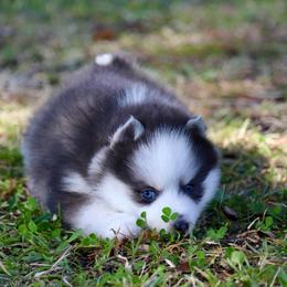 Sweetie Pie - Blue female Pomsky puppy in Denham Springs, Louisiana from Bayouland Pomskies