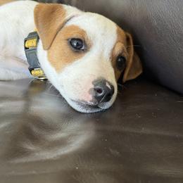 Yellow Collar Girl - Tan and white female Jack Russell Terrier puppy in Santa Clarita, California from Fair Dinkum Jack Russell Terriers