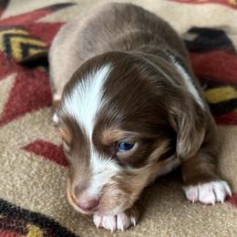 Cactus - Dapple male Dachshund puppy in Nephi, Utah from Wild West Weens