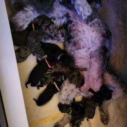 Goldendoodle Puppies from South Mountain Goldendoodles