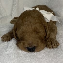 Goldendoodle Puppies from The Bruce Farm