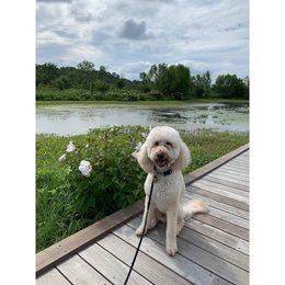 Goldendoodle, Poodle, and Sheepadoodle All Grown Up from Brewer's Goldendoodles & Sheepadoodles