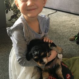 Bernedoodle Puppies from Better Day Bernedoodles