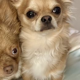 Chihuahuas from Luxe Paradise House of Chi