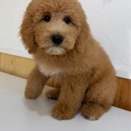 Bugatti - Cream female Goldendoodle puppy in Payson, Utah from Country Sky Doodles