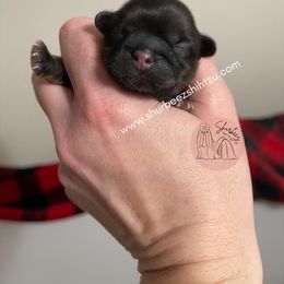 Shih Tzu Puppies from Shurbeez Shih Tzu