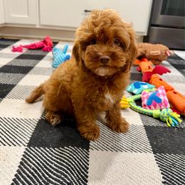 Johnny - Red male Cockapoo puppy in Beresford, South Dakota from DAKOTA DOOD RANCH