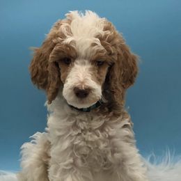 Poodles from Grand Valley Puppies