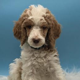 Poodles from Grand Valley Puppies