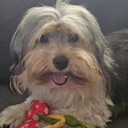 Buffy - Coton de Tulear