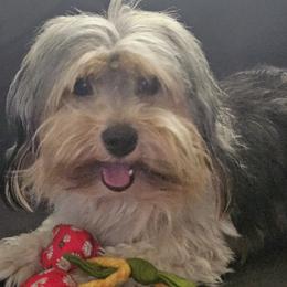 Buffy - Coton de Tulear