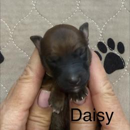 Daisy - Brown female Whoodle puppy in Pima, Arizona from Schmidt's K9s