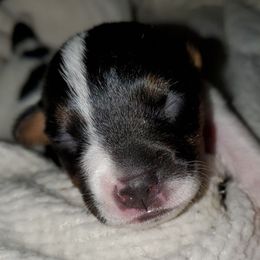 Boy 1 - Tri-color male Jack Russell Terrier puppy in California from Kimberlite
